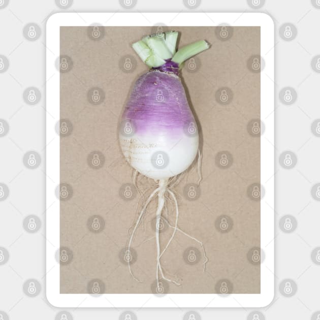 Freshly harvested turnip (Brassica rapa subsp. rapa) taproot Sticker by SDym Photography